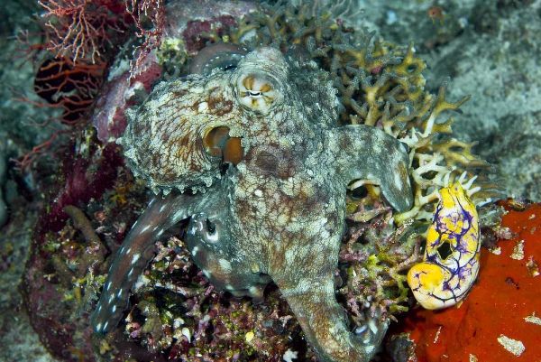 Octopus on coral, New Guinea Isl, Indonesia